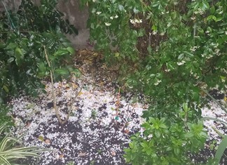 Χαλάζι έπληξε, δένδρα και αμπέλια στον Τύρναβο Χαλάζι έπληξε, δένδρα και αμπέλια στον Τύρναβο