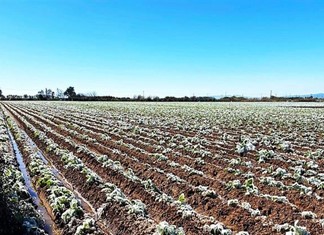 Μεγάλο κακό προκάλεσε ο νέος παγετός στη Θεσσαλία Μεγάλο κακό προκάλεσε ο νέος παγετός στη Θεσσαλία