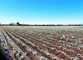 Μεγάλο κακό προκάλεσε ο νέος παγετός στη Θεσσαλία