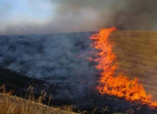 Περικοπή επιδοτήσεων σε θεσσαλούς αγρότες που έκαψαν σιτοκαλαμιές