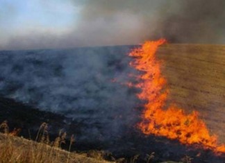 Περικοπή επιδοτήσεων σε θεσσαλούς αγρότες που έκαψαν σιτοκαλαμιές Περικοπή επιδοτήσεων σε θεσσαλούς αγρότες που έκαψαν σιτοκαλαμιές