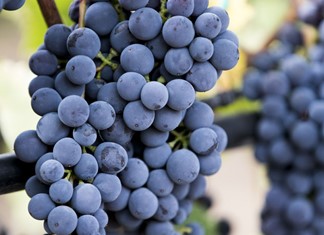 Τα μεγάλα αποθέματα οίνου ανησυχούν τους παραγωγούς