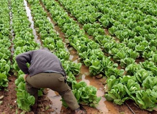 Αποζημιώσεις 34,8 εκατ. ευρώ θα καταβάλει σήμερα ο ΕΛΓΑ Αποζημιώσεις 34,8 εκατ. ευρώ θα καταβάλει σήμερα ο ΕΛΓΑ