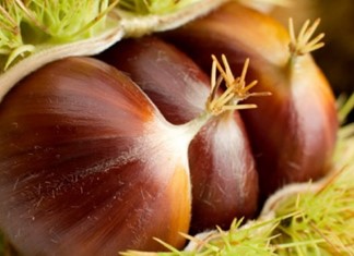 Σε Ευρώπη και ΗΠΑ το θεσσαλικό κάστανο Σε Ευρώπη και ΗΠΑ το θεσσαλικό κάστανο