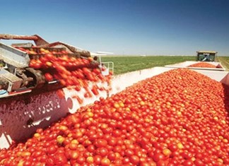 Ανοίγουν νωρίτερα οι κονσερβοποιϊες για να μην καταστραφεί η παραγωγή Ανοίγουν νωρίτερα οι κονσερβοποιϊες για να μην καταστραφεί η παραγωγή