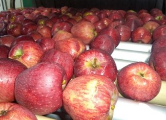Μήλα Ζαγορίν: Στις λαχαναγορές πριν ακόμα το Πήλιο αποκτήσει δρόμους