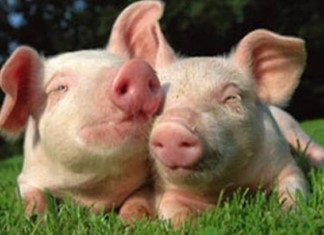 Κίνα: Δέκα χρόνια για την πανώλη των χοίρων Κίνα: Δέκα χρόνια για την πανώλη των χοίρων