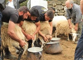 Στα ύψη η παραγωγή του Ελληνικού γάλακτος - Κατάρρευση της τιμής λόγω υποχώρησης της κατανάλωσης Στα ύψη η παραγωγή του Ελληνικού γάλακτος - Κατάρρευση της τιμής λόγω υποχώρησης της κατανάλωσης