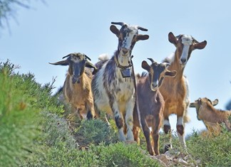Ημερίδες της Εθνικής Διεπαγγελματικής Οργάνωσης Φέτας (ΕΔΟΦ) για τους κτηνοτρόφους αιγοπρόβειου γάλακτος Ημερίδες της Εθνικής Διεπαγγελματικής Οργάνωσης Φέτας (ΕΔΟΦ) για τους κτηνοτρόφους αιγοπρόβειου γάλακτος