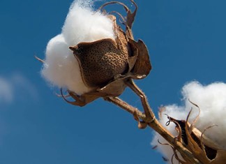 Βαμβάκι: "Ο βασιλιάς του Κάμπου" ήταν φέτος γυμνός Βαμβάκι: "Ο βασιλιάς του Κάμπου" ήταν φέτος γυμνός