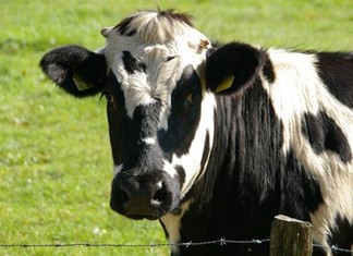 Σε μια δεκαετία "χάθηκαν" 1.351 αγελαδοτρόφοι
