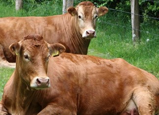 Η Ελασσόνα εξάγει βοοειδή στην Αλβανία