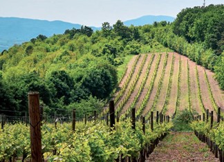H Τσάνταλη, η Ραψάνη και το τέλος της παραγωγής H Τσάνταλη, η Ραψάνη και το τέλος της παραγωγής