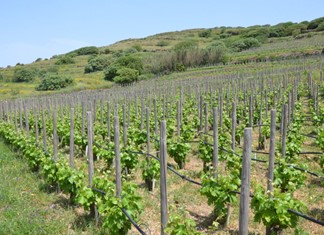 Πολλά τα νέα ντιλ στον κλάδο του ελληνικού οίνου Πολλά τα νέα ντιλ στον κλάδο του ελληνικού οίνου