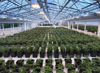 Κάνναβη: Και δεύτερη επενδυτική πρόταση για τη Θεσσαλία Κάνναβη: Και δεύτερη επενδυτική πρόταση για τη Θεσσαλία