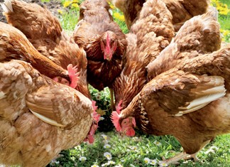 Κοτόπουλα Θεσσαλίας: Εκσυγχρονισμός μέσω Αναπτυξιακού  Κοτόπουλα Θεσσαλίας: Εκσυγχρονισμός μέσω Αναπτυξιακού