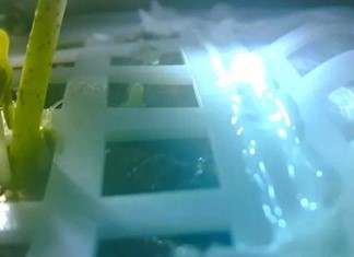 Βλάστησε σπόρος βαμβακιού στη σελήνη Βλάστησε σπόρος βαμβακιού στη σελήνη