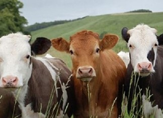 Ποιοί εκλέχτηκαν στο νέο Δ.Σ. της Πανελλήνιας Ένωσης Κτηνοτρόφων Ποιοί εκλέχτηκαν στο νέο Δ.Σ. της Πανελλήνιας Ένωσης Κτηνοτρόφων