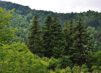 Mοναστήρι στα Τρίκαλα διεκδικεί με χρυσόβουλα 17.000 στρέμματα πανεπιστημιακού και δημοτικού δάσους