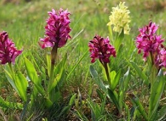 Έως 120 ευρώ το Kg πληρώνουν οι Τούρκοι το σαλέπι Πίνδου Έως 120 ευρώ το Kg πληρώνουν οι Τούρκοι το σαλέπι Πίνδου