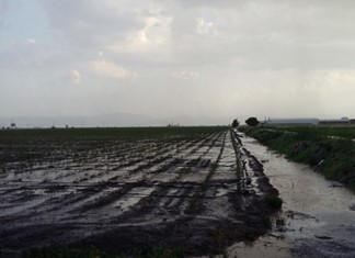 Μεγάλη ζημιά στην καλλιέργεια θεσσαλικών βαμβακιών Μεγάλη ζημιά στην καλλιέργεια θεσσαλικών βαμβακιών