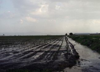 Μεγάλη ζημιά στην καλλιέργεια θεσσαλικών βαμβακιών