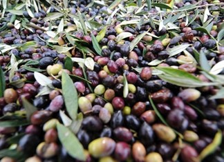 Σε πλειστηριασμό η «Ματσάγγος Εξαγωγική» στην Μαγνησία Σε πλειστηριασμό η «Ματσάγγος Εξαγωγική» στην Μαγνησία