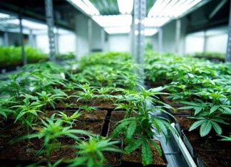 Σωρεία προτάσεων από ξένους για επενδύσεις Κάνναβης στην Ελλάδα  Σωρεία προτάσεων από ξένους για επενδύσεις Κάνναβης στην Ελλάδα