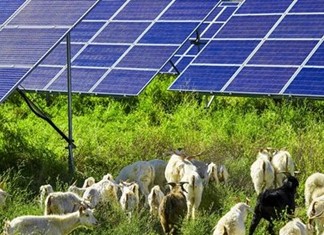 Η BP και το βοσκήσιμο φωτοβολταϊκό στα Φάρσαλα Η BP και το βοσκήσιμο φωτοβολταϊκό στα Φάρσαλα