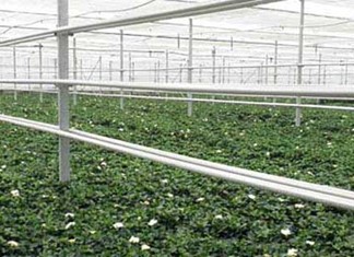 Στην Μαγνησία ο δεύτερος παραγωγός γαρδένιας στην Ευρώπη Στην Μαγνησία ο δεύτερος παραγωγός γαρδένιας στην Ευρώπη