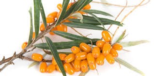 Ιπποφαές για καλύτερη ποιότητα ζωής Ιπποφαές για καλύτερη ποιότητα ζωής