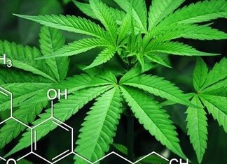 Πωλούνται άδειες για φαρμακευτική κάνναβη στη Θεσσαλία Πωλούνται άδειες για φαρμακευτική κάνναβη στη Θεσσαλία