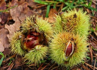 Μειωμένη η παραγωγή στα κάστανα Μελιβοίας Μειωμένη η παραγωγή στα κάστανα Μελιβοίας