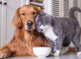 Κατοικίδια: Μια αγορά με τζίρο άνω των €550 εκ. τον χρόνο Κατοικίδια: Μια αγορά με τζίρο άνω των €550 εκ. τον χρόνο