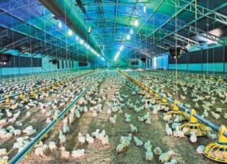 "Κοτόπουλα Ολύμπου" λανσάρει τώρα η Αμβροσιάδης "Κοτόπουλα Ολύμπου" λανσάρει τώρα η Αμβροσιάδης