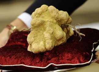 Τρούφες μισού κιλού φέτος στον Όλυμπο Τρούφες μισού κιλού φέτος στον Όλυμπο