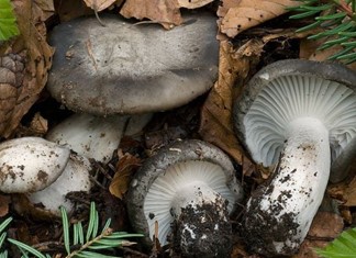 Μανιτάρια Θεσσαλίας: Διαρκής αύξηση της ζήτησης Μανιτάρια Θεσσαλίας: Διαρκής αύξηση της ζήτησης