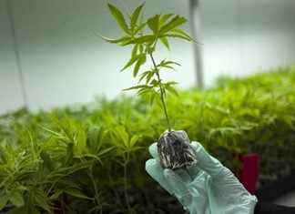 Κάνναβη: Μονάδα παραγωγής στη Φαρκαδόνα Κάνναβη: Μονάδα παραγωγής στη Φαρκαδόνα