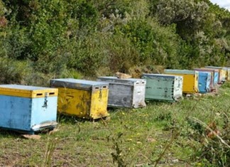 Οι βροχές έπληξαν τις τροφές των μελισσών Οι βροχές έπληξαν τις τροφές των μελισσών