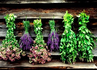 Στα αρωματικά φυτά ο ΕΒΟΛ με ΣΕΚΕ και Kutac Στα αρωματικά φυτά ο ΕΒΟΛ με ΣΕΚΕ και Kutac