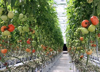 Στην υδροπονική ντομάτα εκτός από το βιοαέριο θα επενδύσει ο Ρουβάς στην Καρδίτσα 