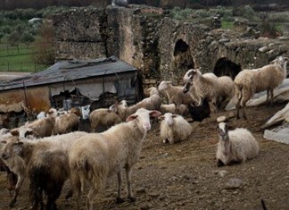 Γρεβενά: Σε πλειστηριασμό το κοπάδι λόγω ΕΦΚΑ Γρεβενά: Σε πλειστηριασμό το κοπάδι λόγω ΕΦΚΑ