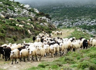 Ποιοι εκλέγονται στην Ομοσπονδία Κτηνοτροφικών Συλλόγων Θεσσαλίας Ποιοι εκλέγονται στην Ομοσπονδία Κτηνοτροφικών Συλλόγων Θεσσαλίας
