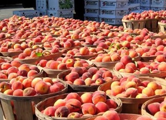 Ανησυχία για το Ρωσικό εμπάργκο στα φρούτα Ανησυχία για το Ρωσικό εμπάργκο στα φρούτα