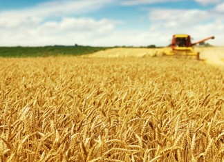 Κερδοσκοπία με τα σιτηρά  Κερδοσκοπία με τα σιτηρά