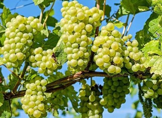 Η μεγαλύτερη ζημιά από το 1965 στα αμπέλια Η μεγαλύτερη ζημιά από το 1965 στα αμπέλια