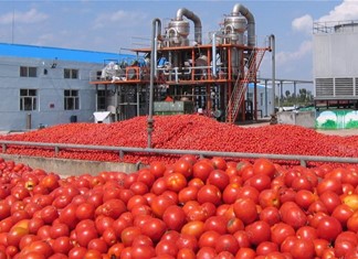 Στο + 30% η φετινή παραγωγή βιομηχανικής ντομάτας στη Θεσσαλία