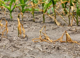 Η ξηρασία ανεβάζει τον πληθωρισμό στα τρόφιμα