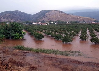 Εκτός επιδότησης 100.000 στρέμματα λόγω Daniel Εκτός επιδότησης 100.000 στρέμματα λόγω Daniel