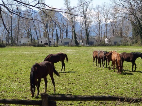 H Ιπποτούρ και οι πλειστηριασμοί της Χανδρή